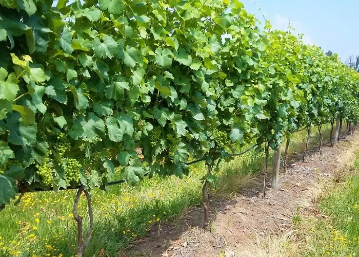 Casal Do Arcebispado Gospodarstwo wiejskie *